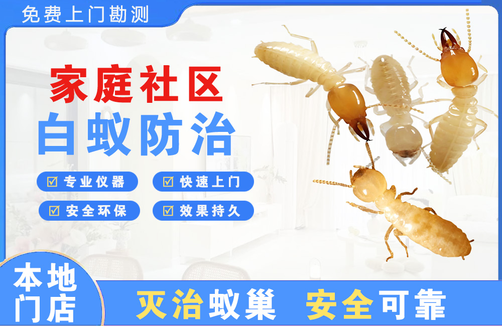 遵义家庭社区白蚁防治